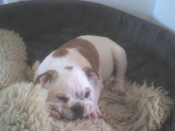 Engelsk bulldog batman billede 3