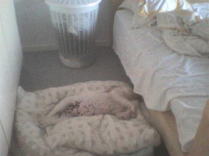 Engelsk bulldog batman billede 4