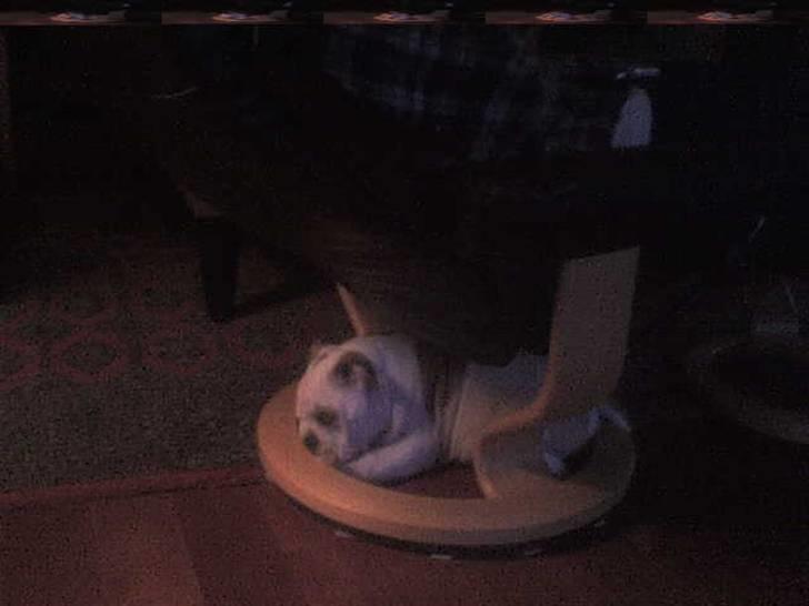 Engelsk bulldog batman billede 5