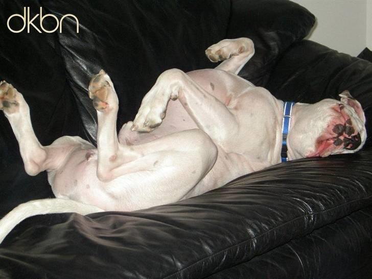 Engelsk bulldog batman - min gamle hund dexter blev 4 år billede 6