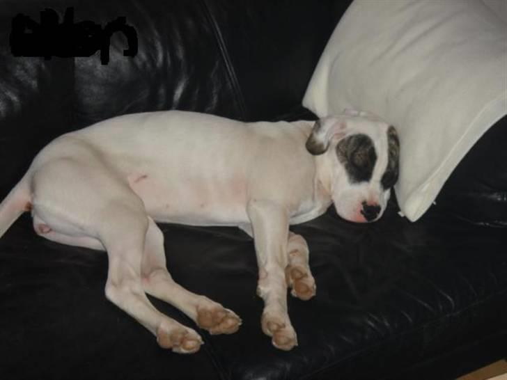 Engelsk bulldog batman - min gamle hund diddi blev 2 år billede 7