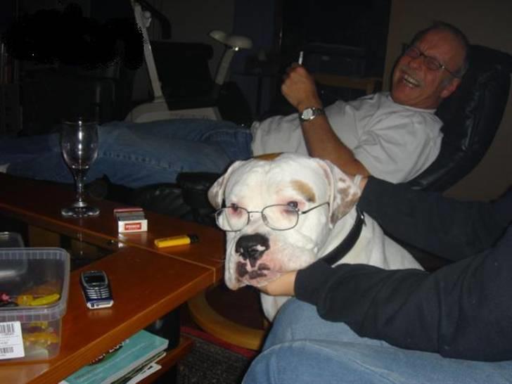 Engelsk bulldog batman - hehe et sjovt foto af dexter billede 8