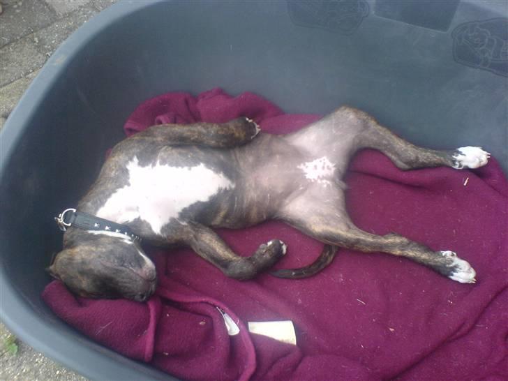 Blanding af racer Chanti  R.I.P. - brystet skal også ha lidt farve... billede 12