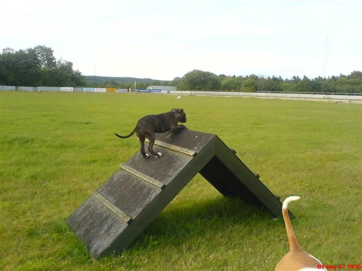 Blanding af racer Chanti  R.I.P. - nu har jeg nået toppen og hvad skal jeg så nu..!....... har du et flag.. hva hva hva..??? billede 13