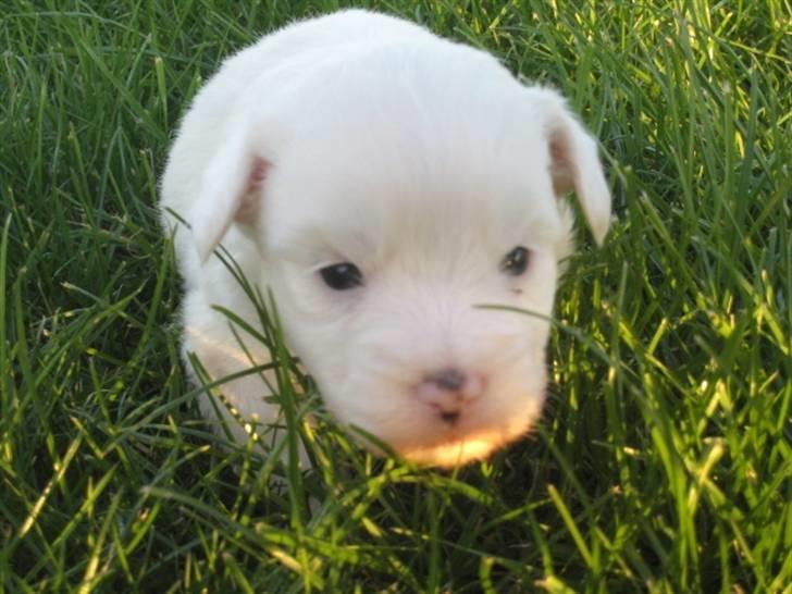 Coton de tulear Casmo - førstegang udenfor 3uger  " jeg kommer nu " billede 2