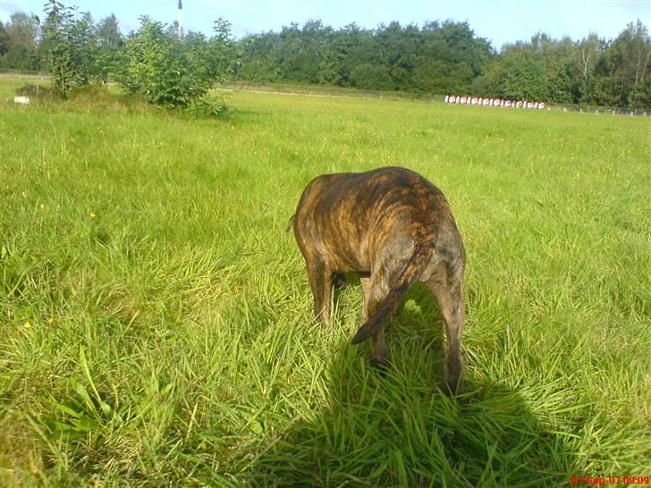 Blanding af racer Cheri  R.I.P.  ma cheri - enden på det hele... billede 10