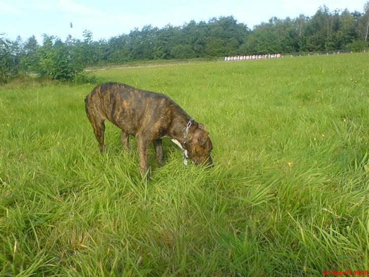 Blanding af racer Cheri  R.I.P.  ma cheri - jeg leger ko..!    muh billede 11