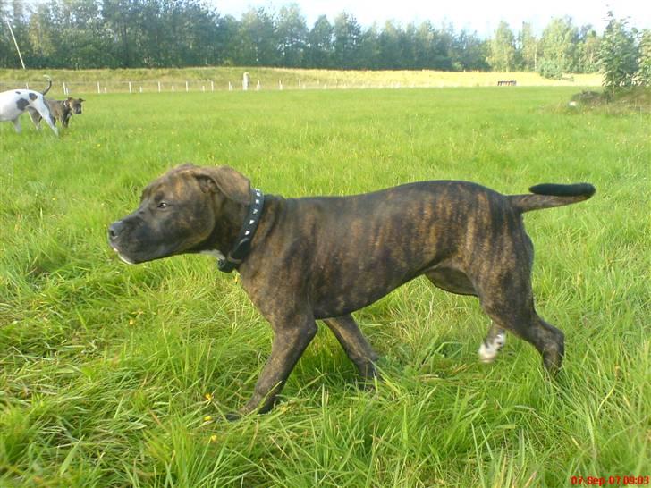 Blanding af racer Chanti  R.I.P. - stoooor pige...    vores skønne pige....   smiler billede 14