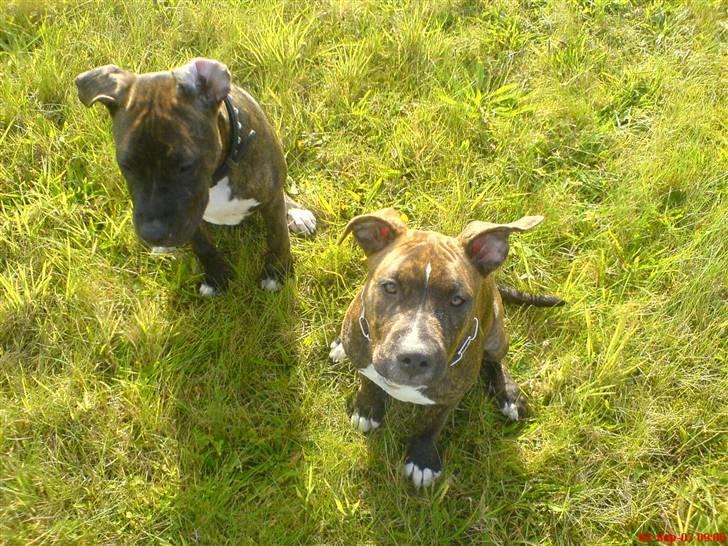 Blanding af racer Chanti  R.I.P. - dig og mig og vi to...   sejled ikk i en træsko, men sad pænt på græs...  he he he billede 15