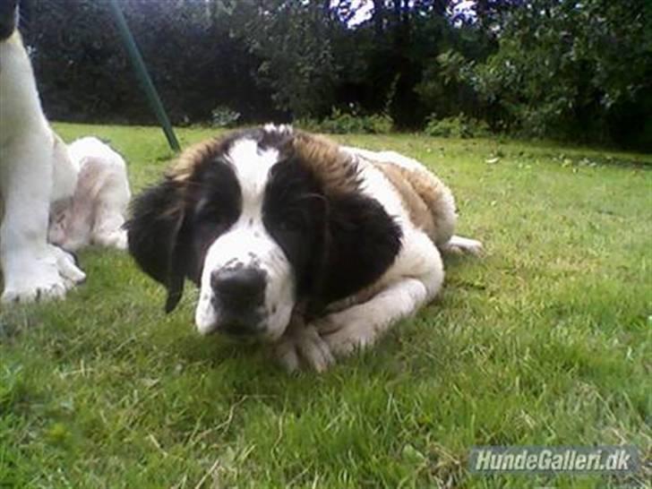 Sankt bernhardshund nika billede 1