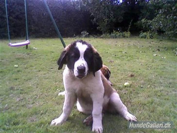 Sankt bernhardshund nika billede 2