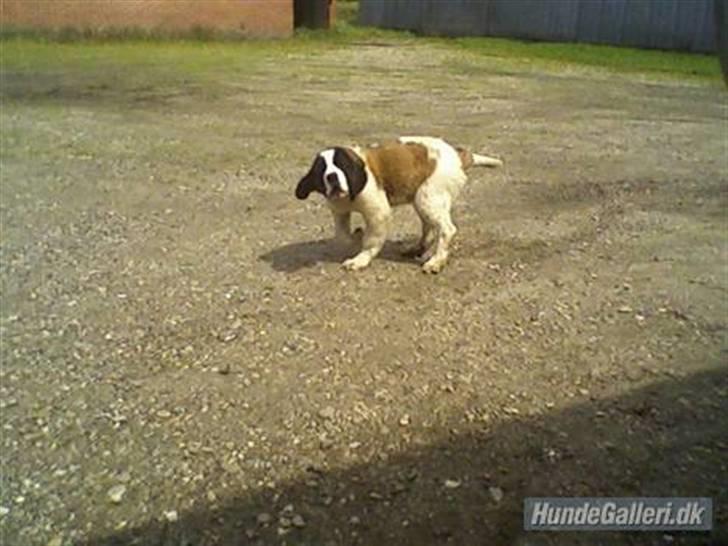 Sankt bernhardshund nika billede 3