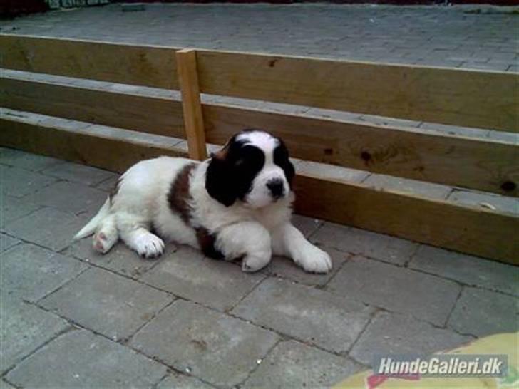 Sankt bernhardshund nika billede 6