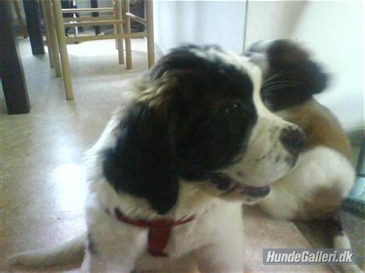 Sankt bernhardshund nika billede 7