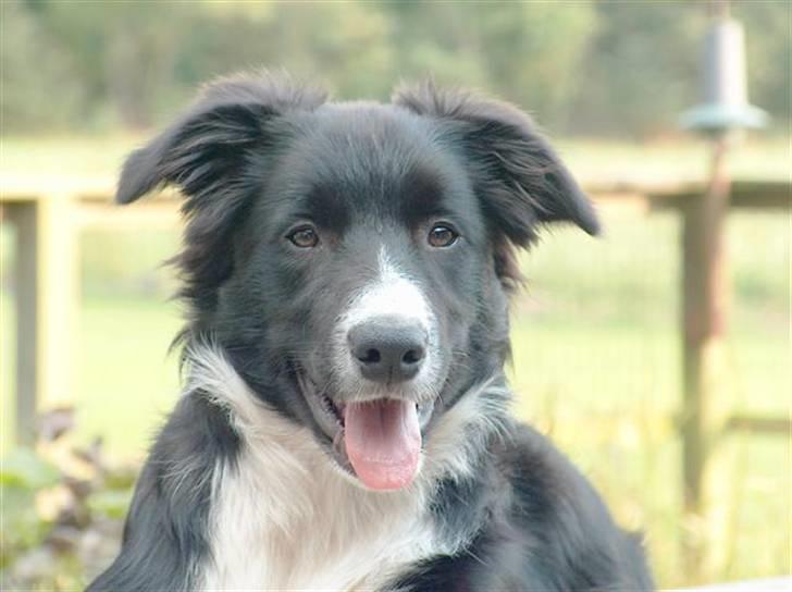 Border collie Kojima's Epic McGee - McGee 5 mdr og start klar til udstilling billede 6