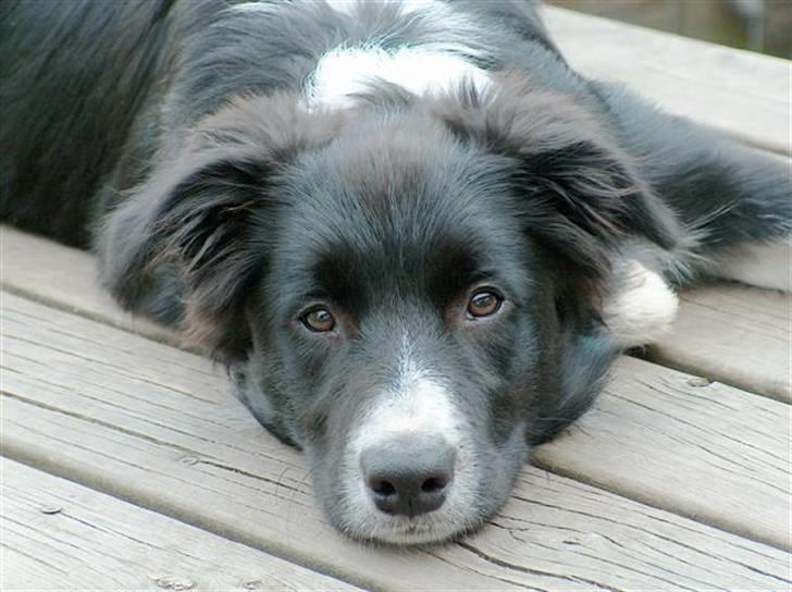 Border collie Kojima's Epic McGee - McGee 5 mdr billede 7