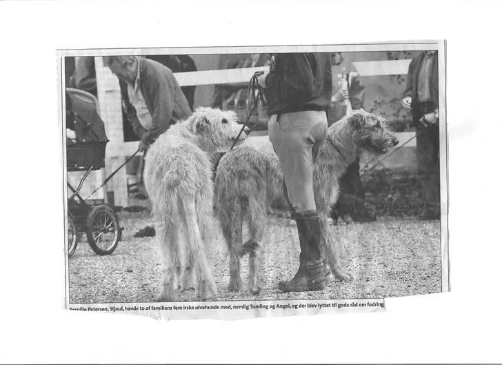 Irsk ulvehund Tumling - Tumling  og  Angel i avisen . billede 15