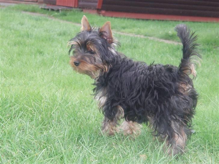 Yorkshire terrier Alfred billede 14
