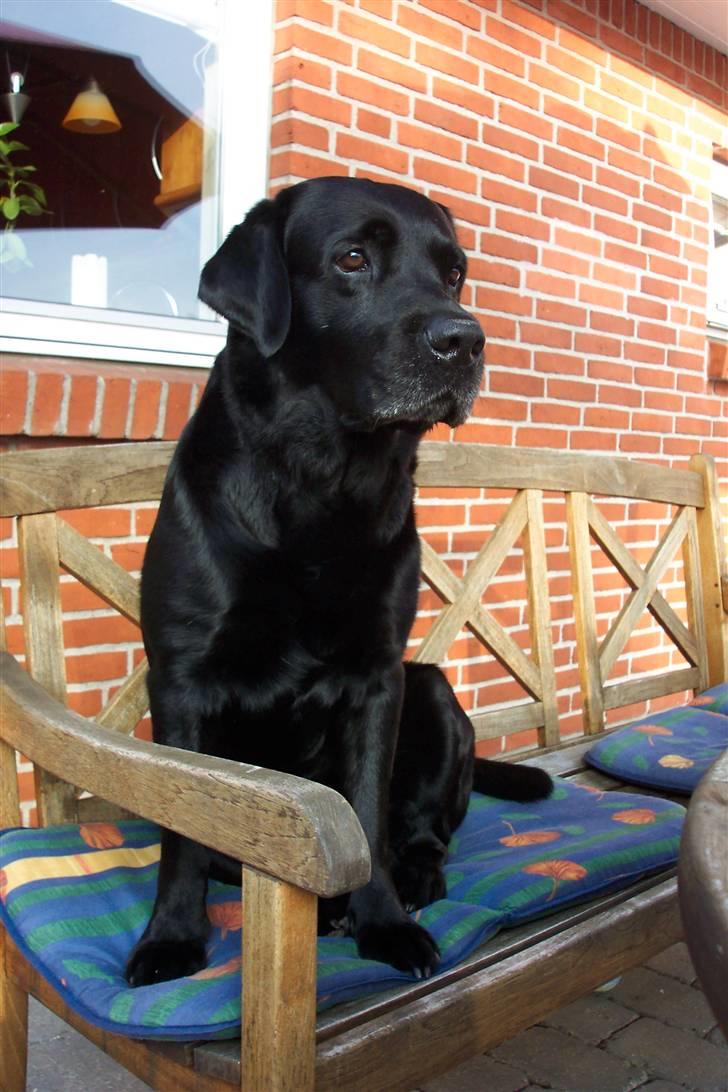 Labrador retriever Alto *R.I.P* billede 6