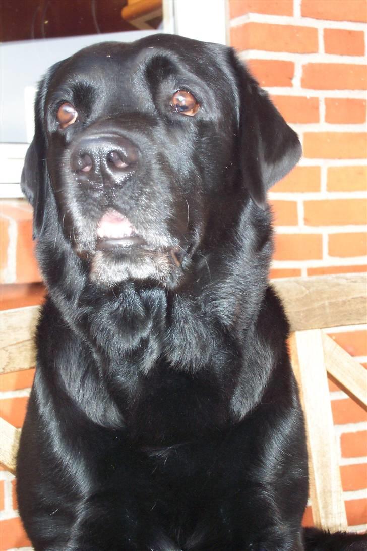 Labrador retriever Alto *R.I.P* billede 7