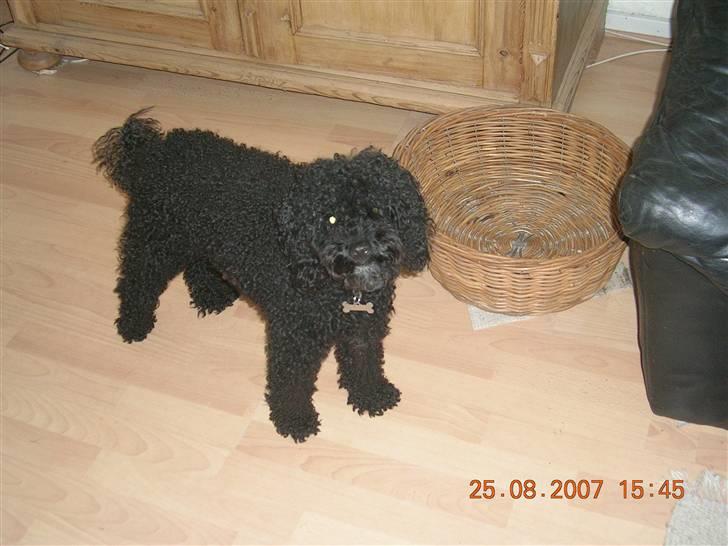 Mellempuddel Mickey billede 8