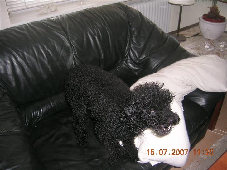 Mellempuddel Mickey billede 9