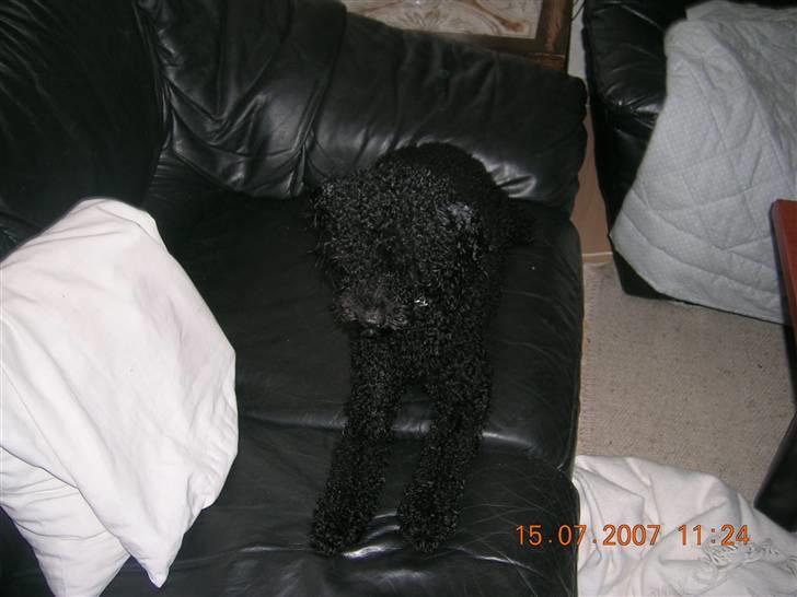 Mellempuddel Mickey billede 10