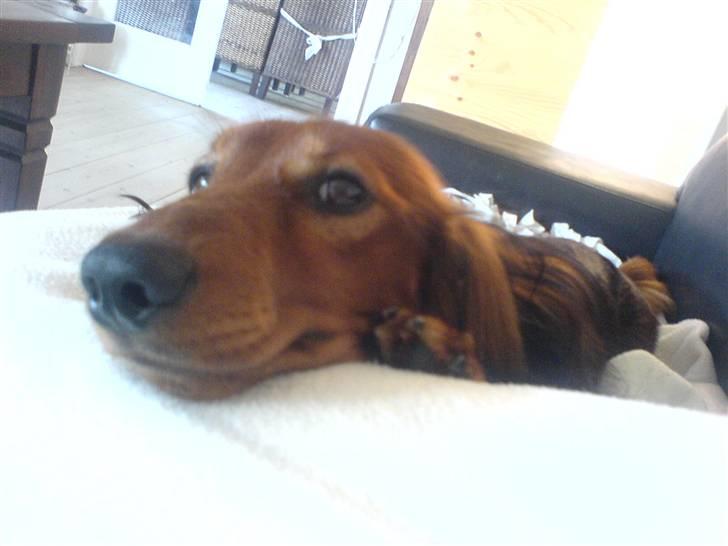 Dværggravhund Chico *3.11.05* billede 13