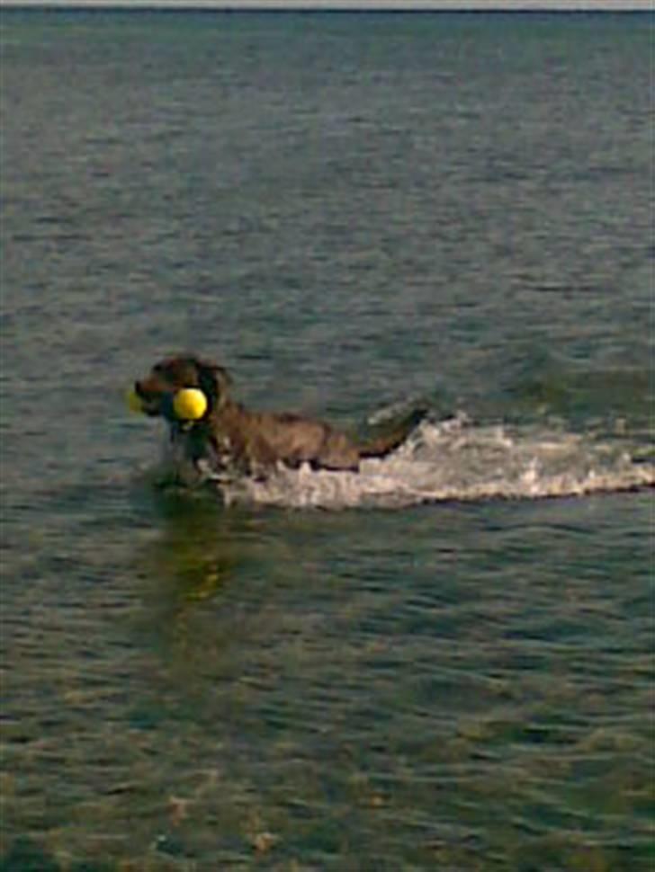 Labrador retriever Bella  - En hund der elsker vand og at arbejde... September 2007. billede 16