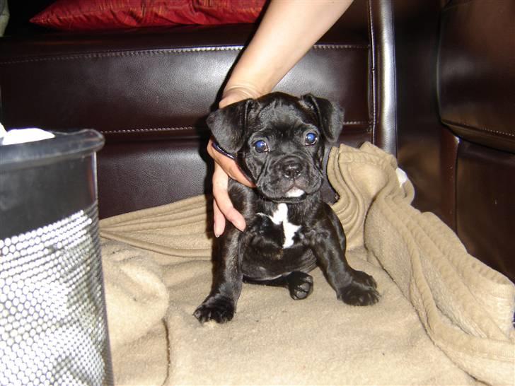 Fransk bulldog Hannibal billede 10