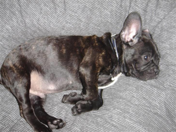 Fransk bulldog Hannibal billede 11