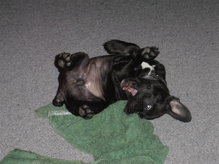 Fransk bulldog Hannibal billede 12