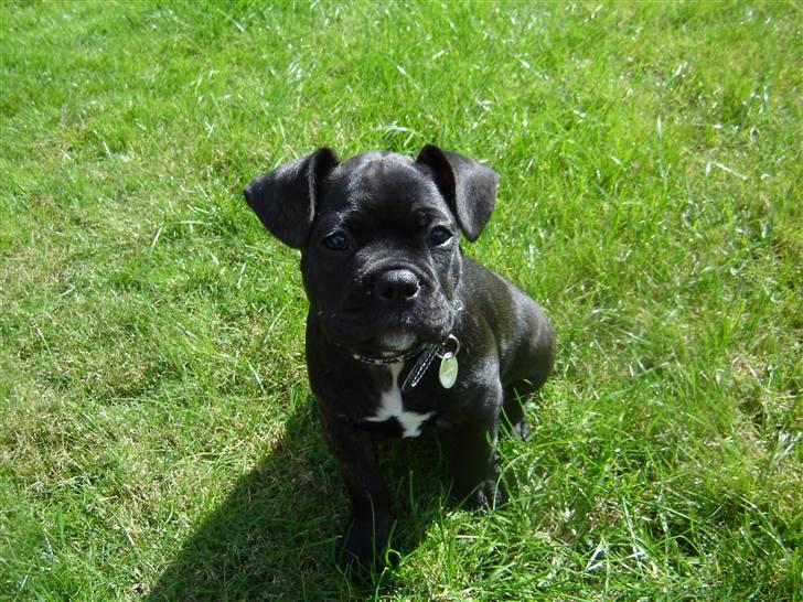 Fransk bulldog Hannibal billede 13