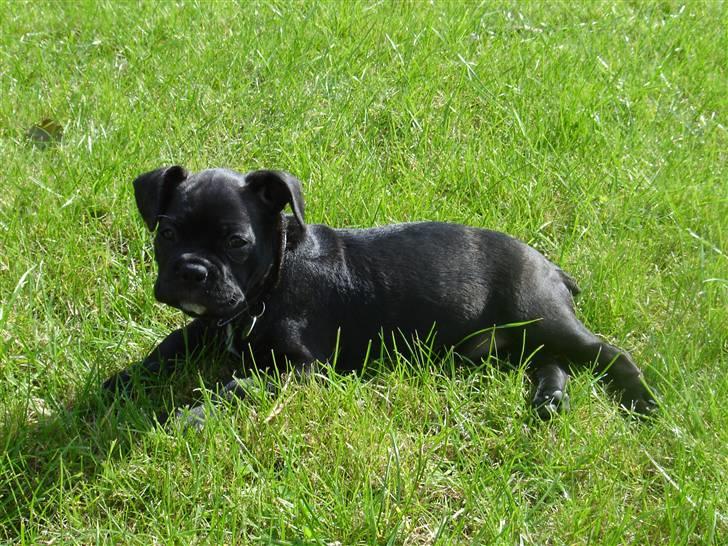 Fransk bulldog Hannibal billede 14