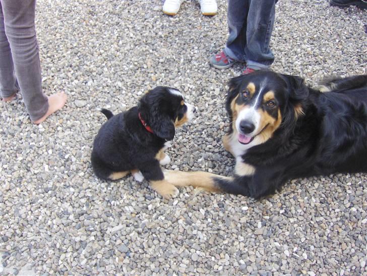 Blanding af racer Freja - Freja og Ariel tager afsked :¨o( billede 10