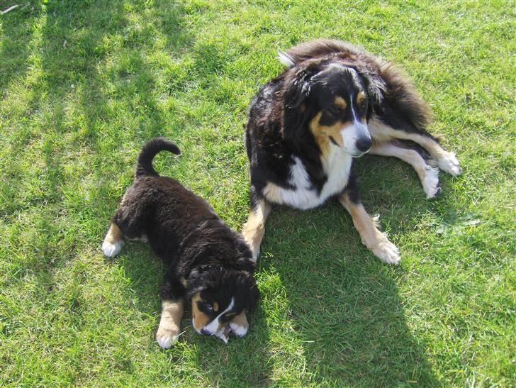 Blanding af racer Freja - Freja og Afrodite billede 11