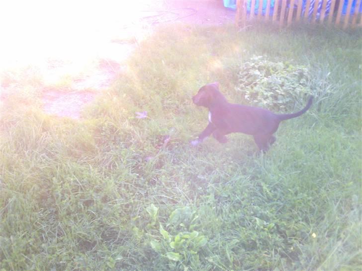 Blanding af racer Bamse - det er lidt sløret men godt  :) billede 14