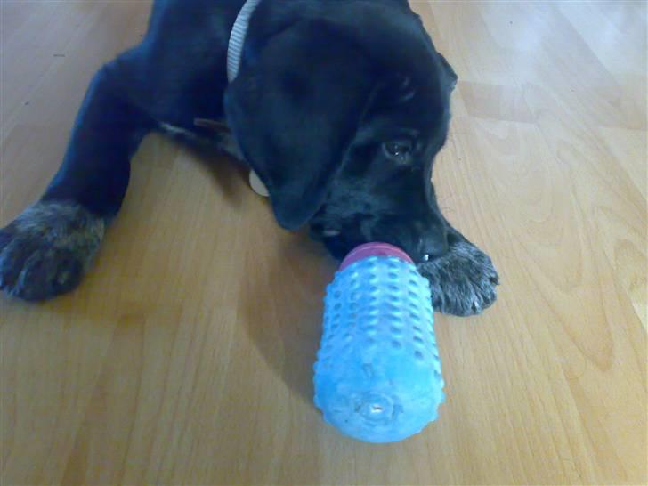 Blanding af racer Bamse - Mmmmh sutteflask (legetøj) billede 17