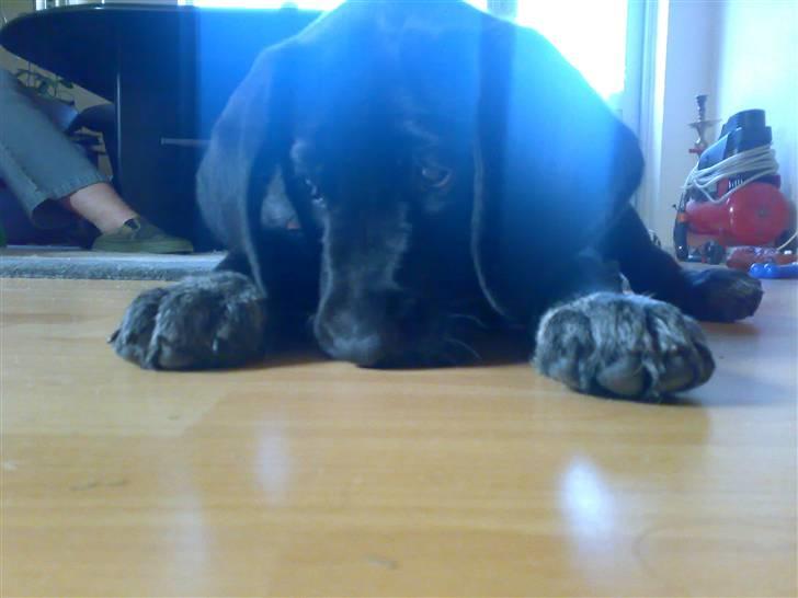 Blanding af racer Bamse - ej jeg blvier altaså flov, har ikk sadt hår :I billede 18