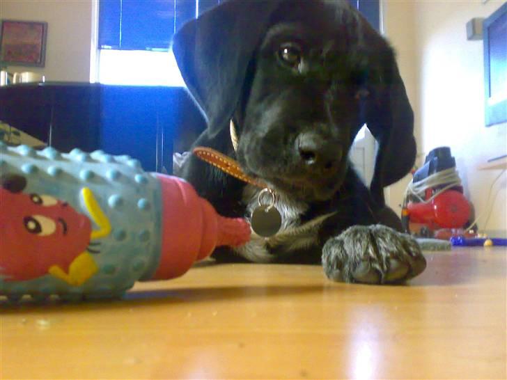 Blanding af racer Bamse - hva er det der :O ? billede 19