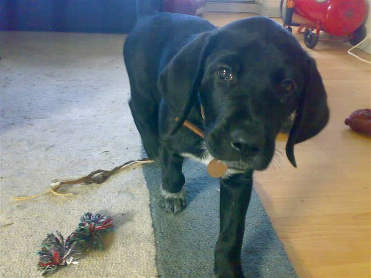 Blanding af racer Bamse - kan den spises ? billede 20