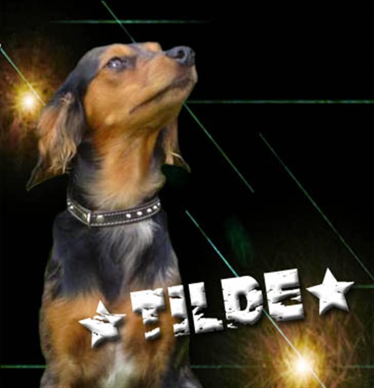 Blanding af racer Tilde billede 2