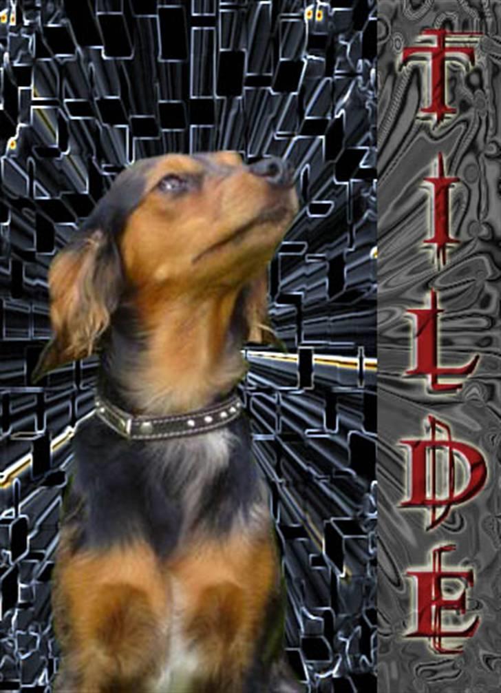 Blanding af racer Tilde billede 3