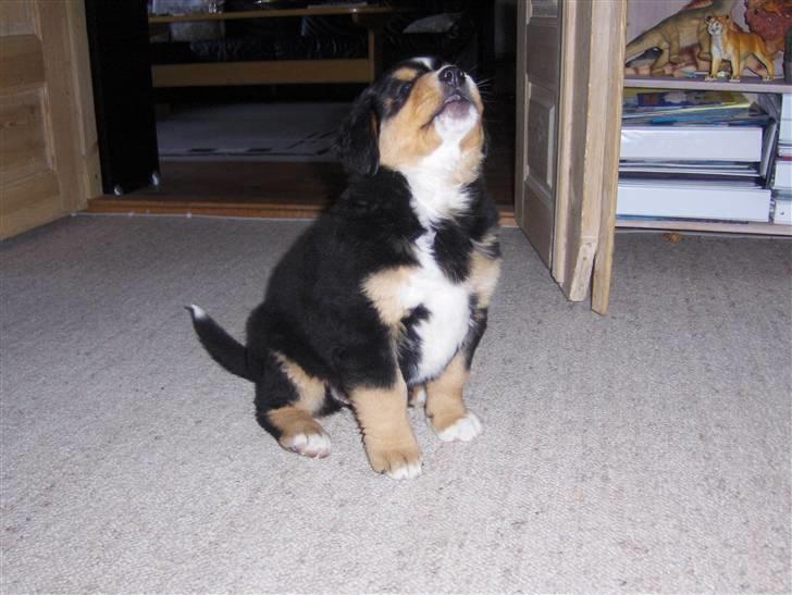 Berner sennenhund Afrodite - Afrodite 7 uger gammel 7500 g billede 11