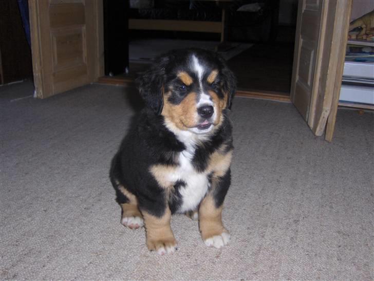 Berner sennenhund Afrodite - Afrodite 7 uger gammel 7500 g billede 12