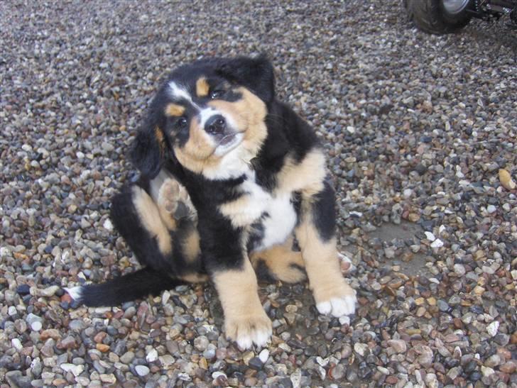 Berner sennenhund Afrodite - Afrodite 7 uger gammel 7500 g billede 13