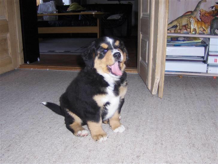 Berner sennenhund Afrodite - Afrodite 7 uger gammel 7500 g billede 14