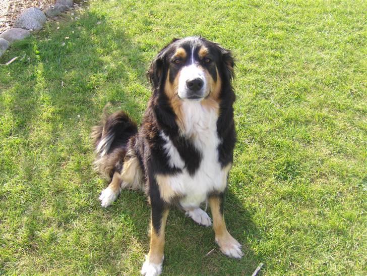 Blanding af racer Freja - Freja billede 12