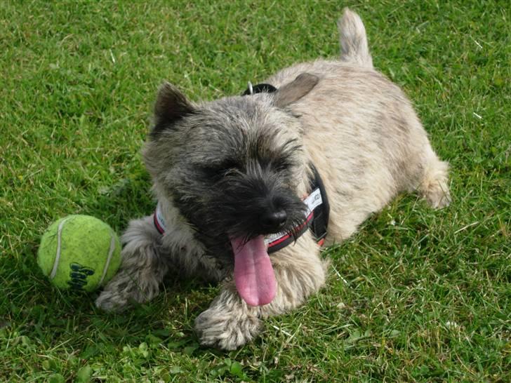 Cairn terrier Balder - Her ligger jeg lige og slapper af med min bold.. Puh jeg sveder.. billede 19