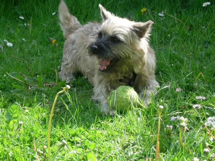 Cairn terrier Balder - Balder i sommer-haven med sin elskede bold billede 20